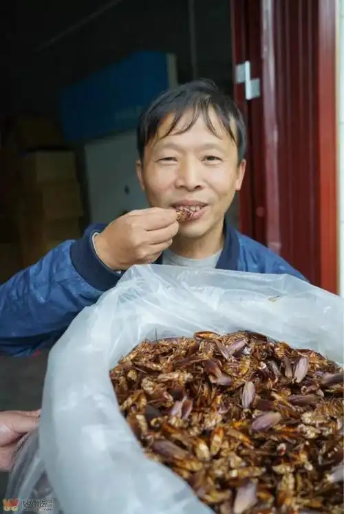 生吃蟑螂第一人,原来他是真正打不死的"小强"!