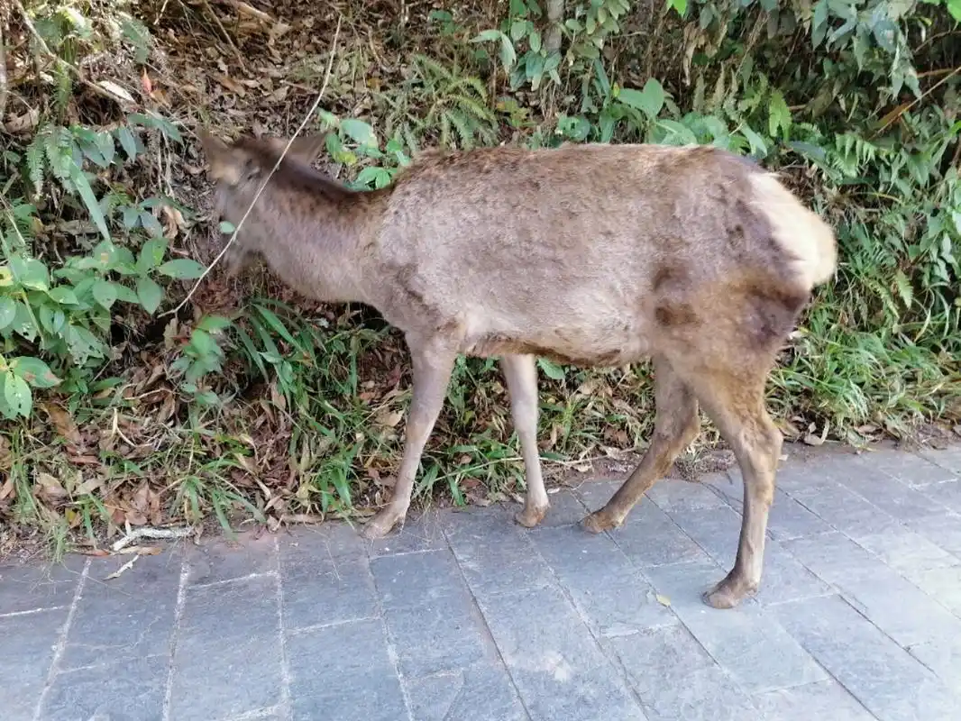 动物图鉴1:麂子