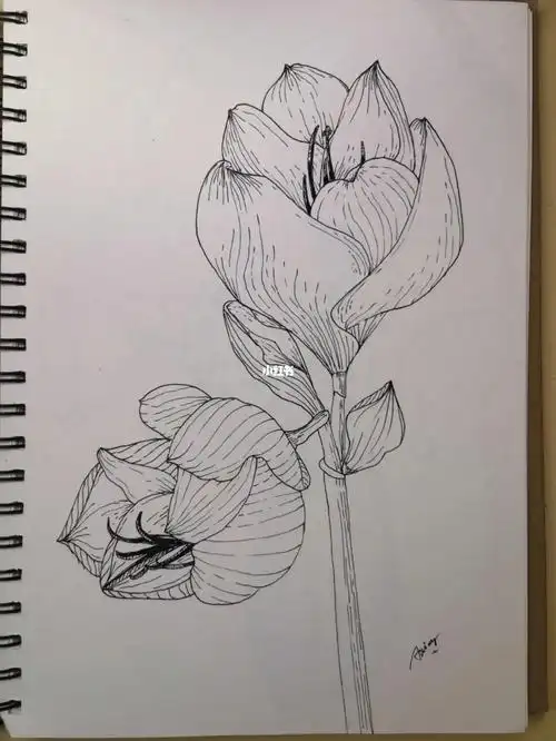 绘画日常  #画画  #黑白线稿植物花卉  #植物花卉线稿  #速写植