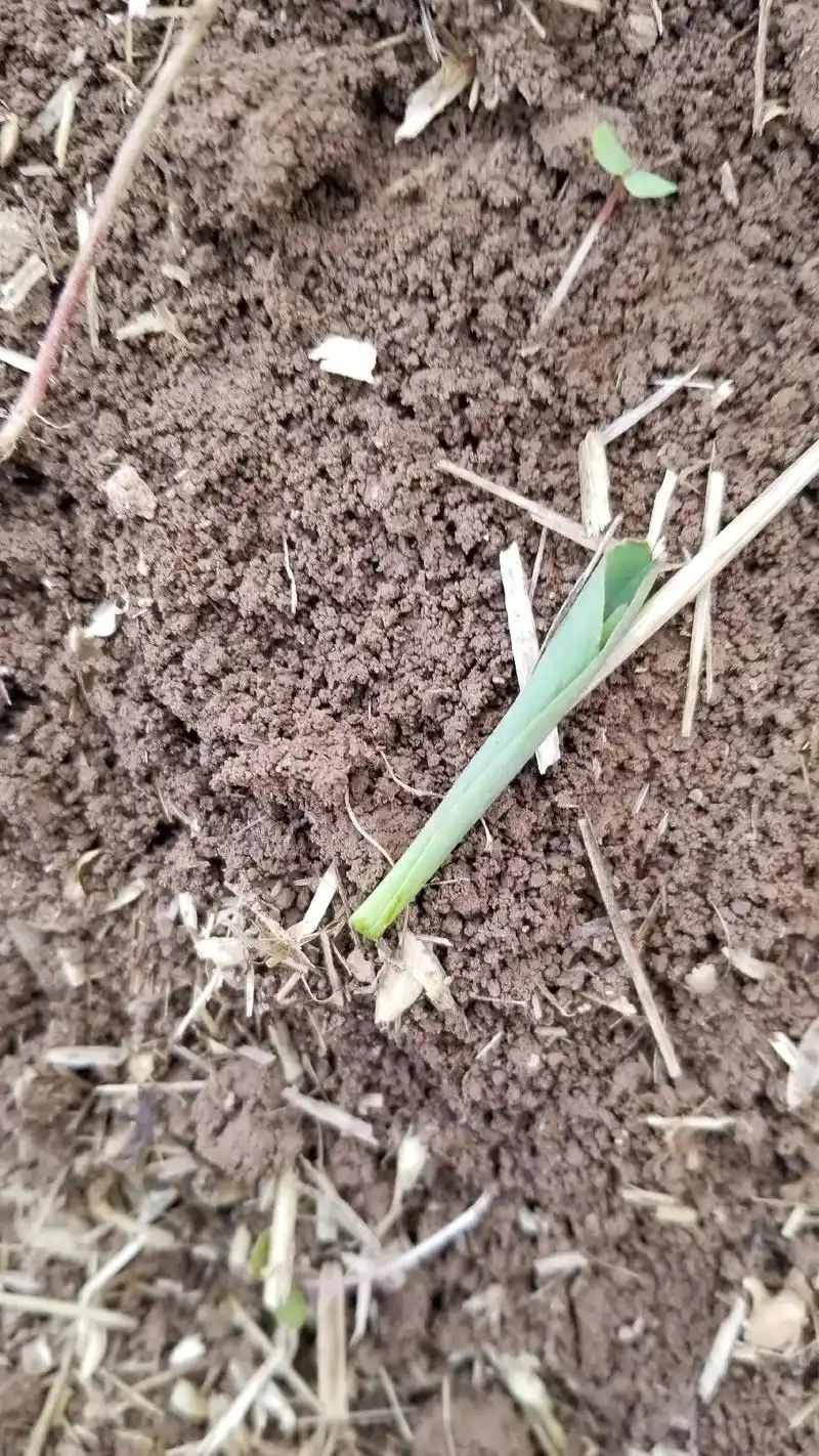 现在玉米都是单粒播种,咬毁一颗就少收一个棒,及时打药防治.种 - 抖音