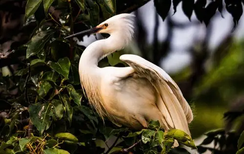 标题:灰鹭和白鹭.