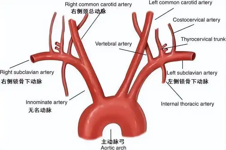 我们知道,颈内静脉是颈部最主要的血管之一