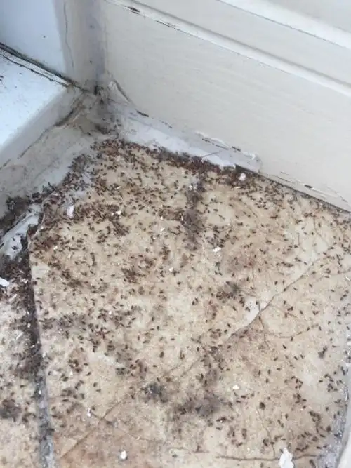 墙上很多小虫,不会飞,请问谁知道这是什么虫?怎样消灭它呢?