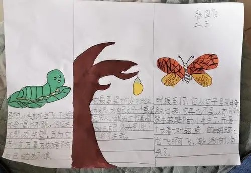 不经历风雨怎么见彩虹——小毛虫的成长之旅