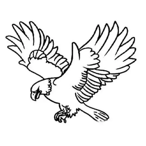 动物简笔画展翅雄鹰