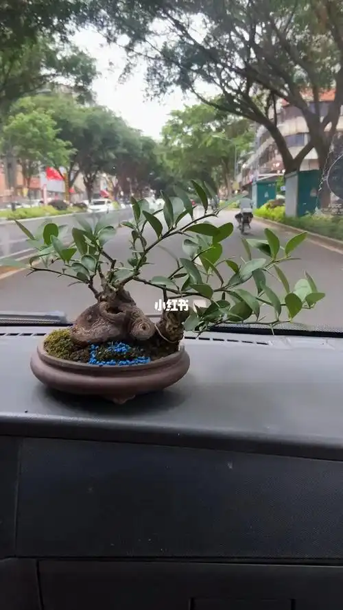 溜桩,好桩随车带#金豆盆景 #盆景艺术