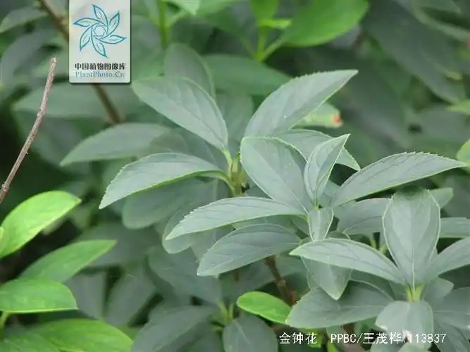 p data-id="tzcldm18dtgi">黄金条是木樨科连翘属落叶灌木 .