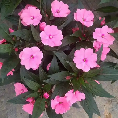 园艺凤仙花盆栽带花苞植物室内阳台花苗新几内亚凤仙花指甲花 浅粉色