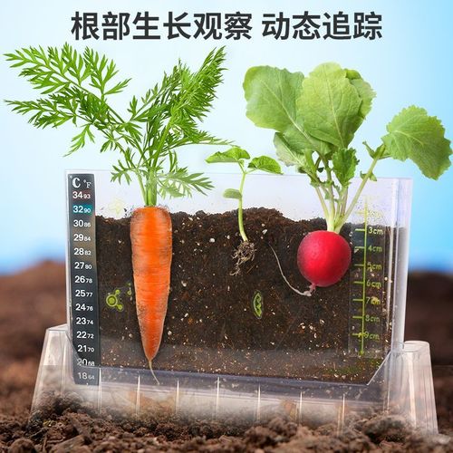 儿童植物生长观察科学实验套装根茎部科教观察透明盒创意迷你植物
