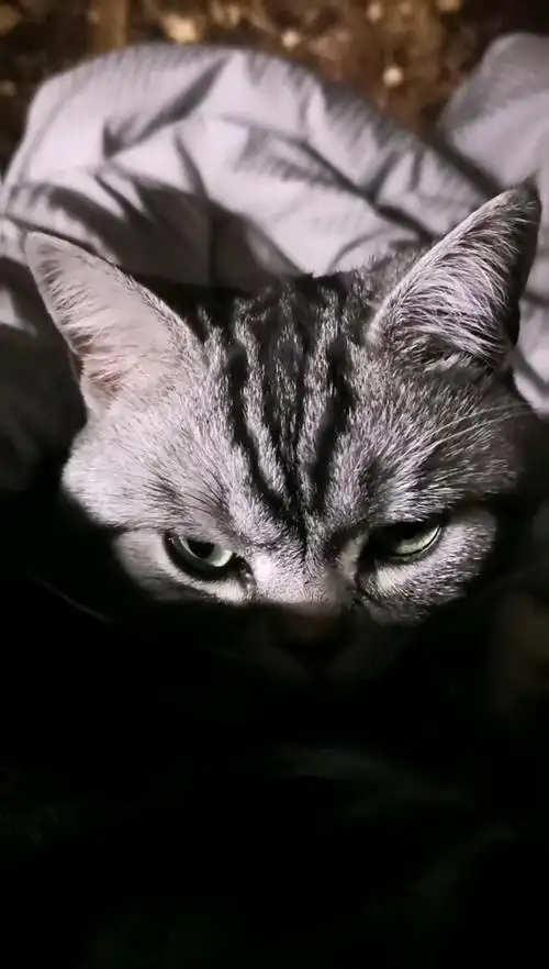 忍者猫…冷酷到底