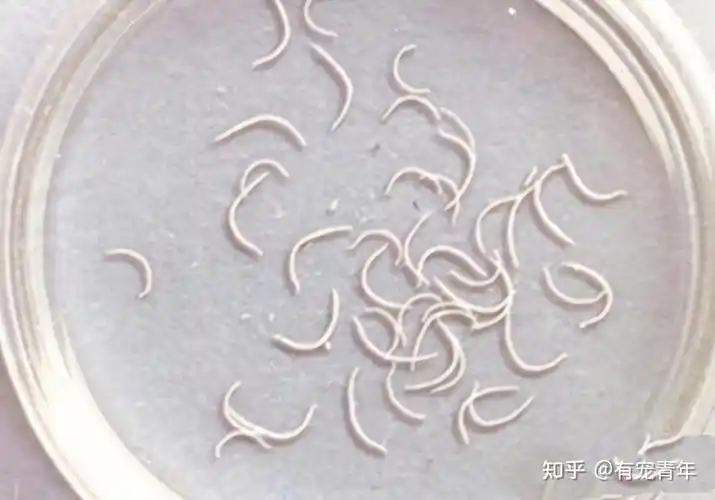 体内寄生虫蛔虫是猫咪身上最常见的寄生虫.