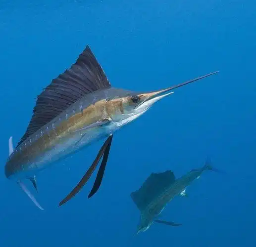 游泳速度超百公里成为最快的鱼类旗鱼肉日本料理最常见的生鱼片