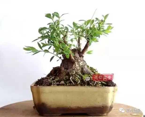 图解 绣线菊下山桩怎么制作成盆景的过程