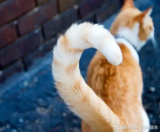 猫咪用尾巴说话您知道吗