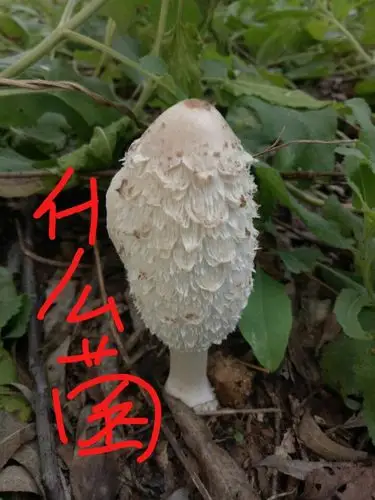 这种菌叫轴灰包菌,属于腹菌类,灰锤目灰锤科的.