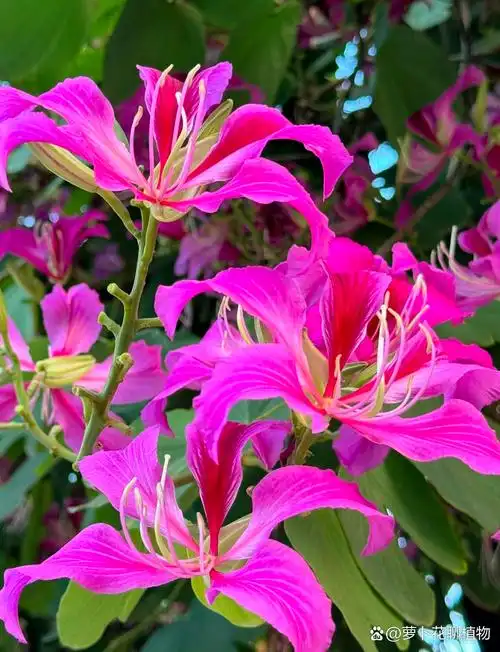 紫荆花,作为香港的象征,其花语"团结,和谐,繁荣"正是我们共同的心愿.