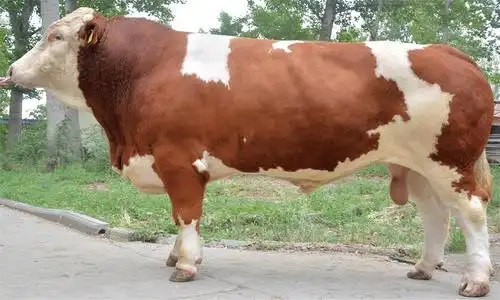 自20世纪初就开始引入西门塔尔牛,到1981年我国已有纯种该牛3000余头