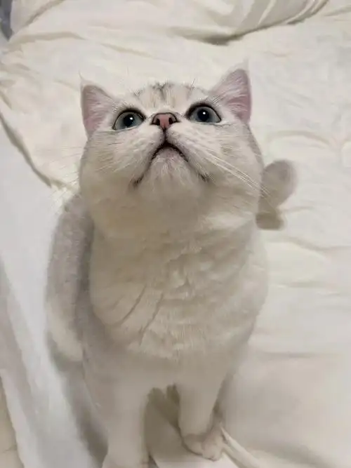 英短银渐层  亲们帮忙看下这个品种正嘛?