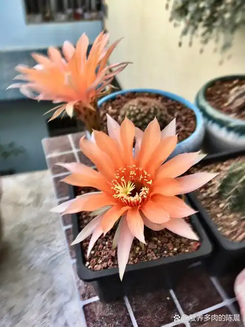 养花种菜小分队# 继续分享,仙人球开花,打卡第三十天(彩草)