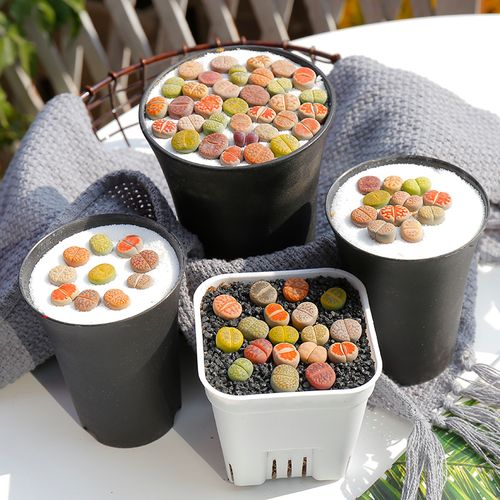 多肉植物生石花组合拼盘肉肉盆栽屁股花pp花屁屁花石生花番杏母本