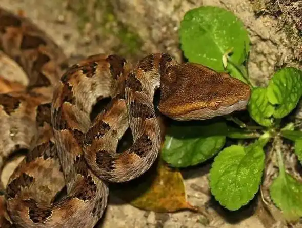 蝰科原矛头蝮属蛇类主要分布在我国,一起来认识有哪些种类