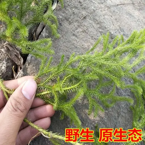 大别山区野生伸筋草伸筋草生筋草大伸筋草牛尾菜 新货500克包邮