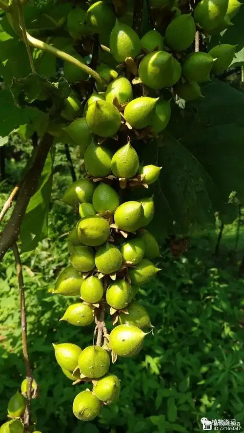 泡桐,果实黏黏的