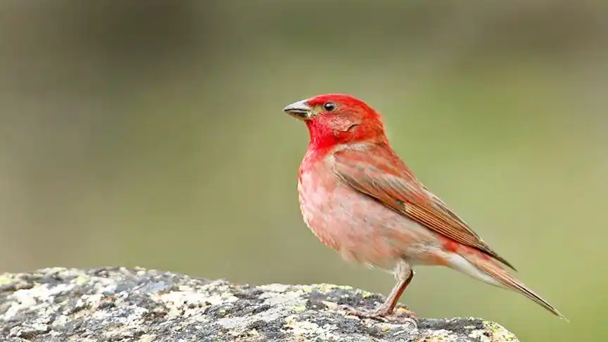 麻料鸟又叫"北朱雀",北方很多,红麻料40一只,青麻料10元一只