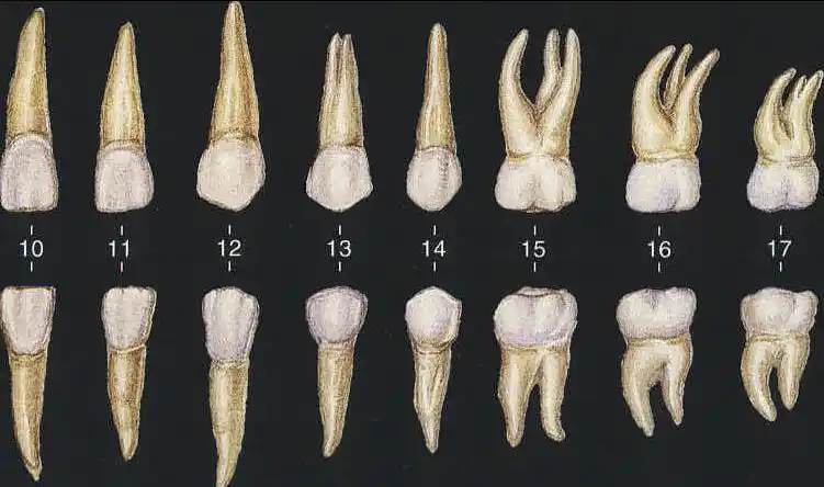左侧上,下颌恒牙