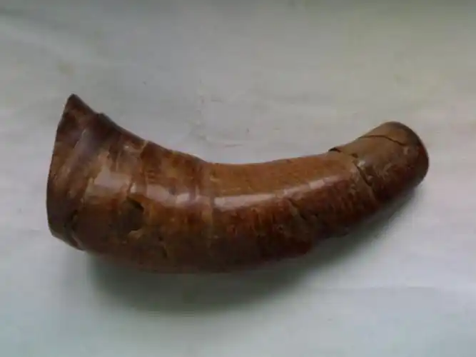 犀牛角的药理作用