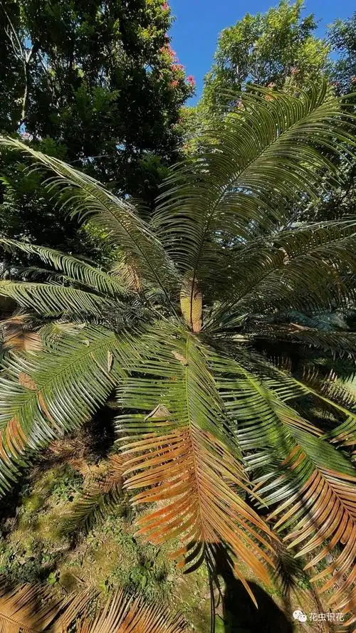 篦齿苏铁(苏铁科 苏铁属)