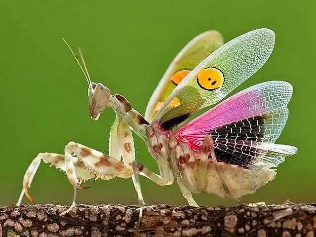 印度花螳螂丽眼斑螳creobrotergemmatus翅膀上的笑脸表情676767