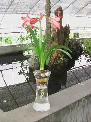 花卉植物朱顶红的水培方法