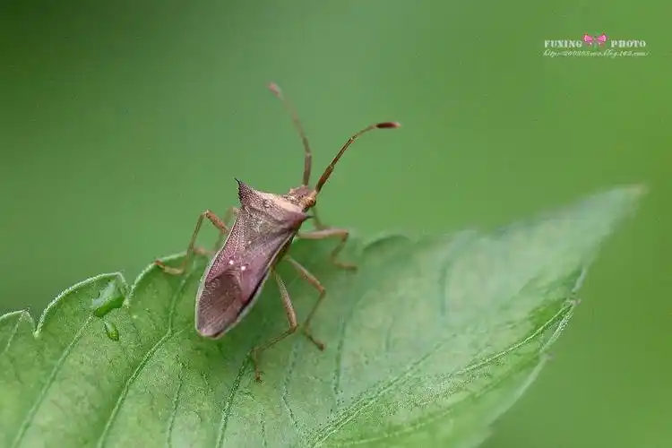 园蝽(感谢亦歌老师告知)