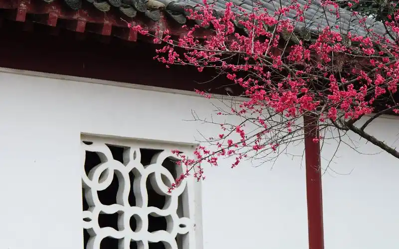 诗意梅花韵唯美高清桌面壁纸第二辑