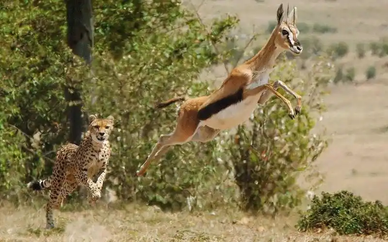 豹子追捕羚羊,不料羚羊还有这操作,镜头记录全过程