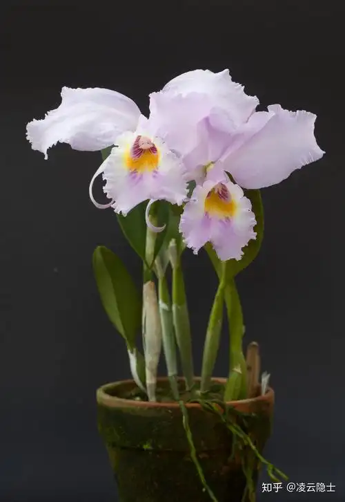 原种卡特兰cschroederae开花