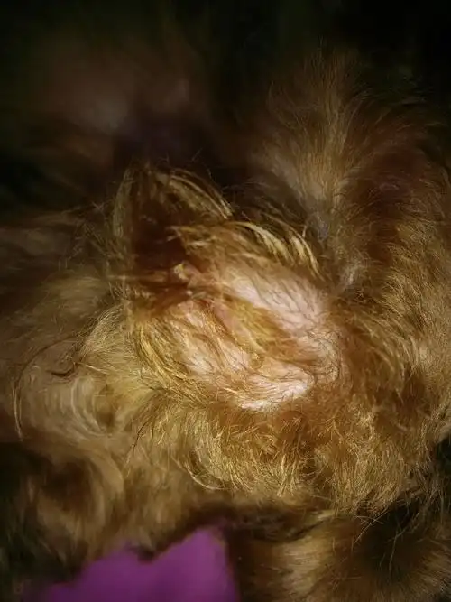 狗狗九个月了,桃子最近有点肿,是不是快要来月经了?