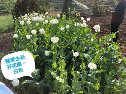 均是违法行为!包括罂粟苗!