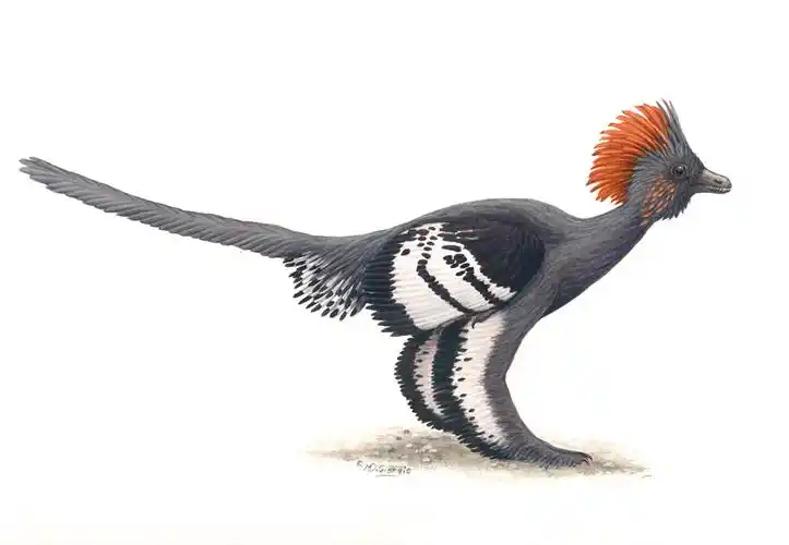 p>赫氏近鸟龙(anchiornis huxleyi)又名近鸟,是种小型有羽毛 a href=