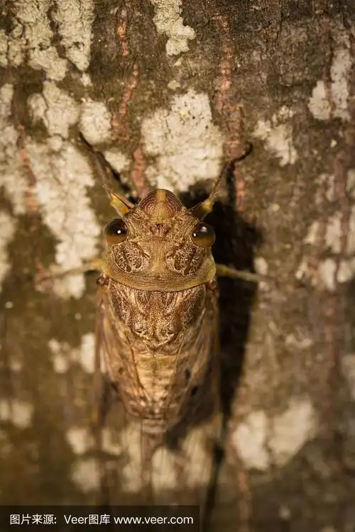 棕色小蝉.
