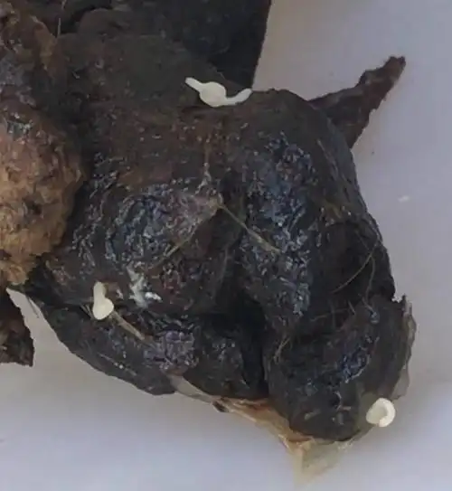 拉黑色大便会是肝硬化吗?肝硬化拉黑便得拉几天?-图片大观-奇异网