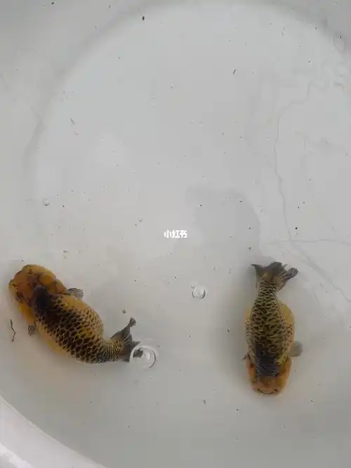 兰寿金鱼一对铁包金