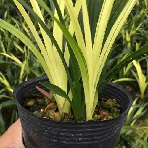 兰花 建兰七彩神童 室内阳台办公桌 盆栽绿植兰花苗好养特价包邮