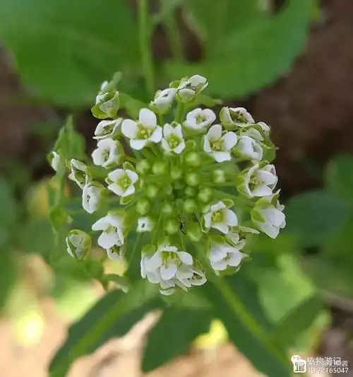 菥蓂,西藏民间用于治疗痛风