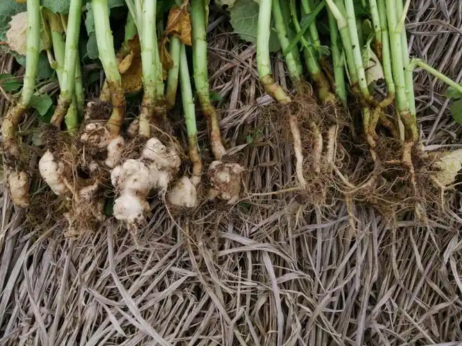 油菜根肿病防治技术