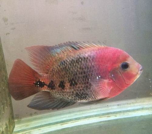 紫红火口鱼活体鹦鹉鱼南美慈鲷大型美鲷火口紫衣火口大型热带鱼