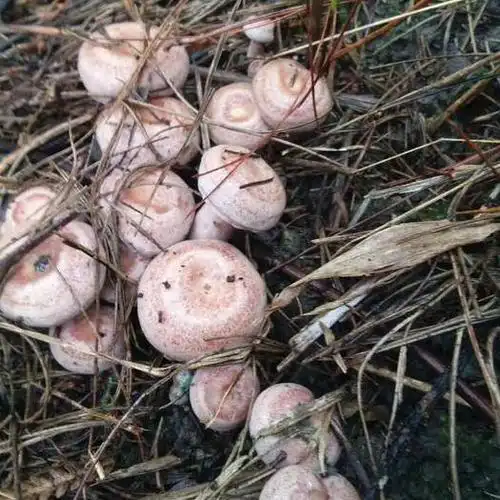 贵州省黔南布依族苗族自治州三都水族自治县松树菌 天然,高原农产品