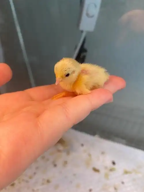 北美养芦丁鸡│611612出生的小鸡