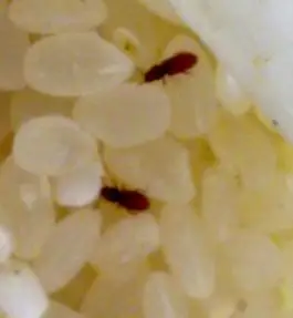 帮我看看我家大米里的是什么虫子?